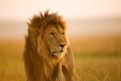 Reisekveld 22.Mai: Safari og et møte med savannen og maasaiene